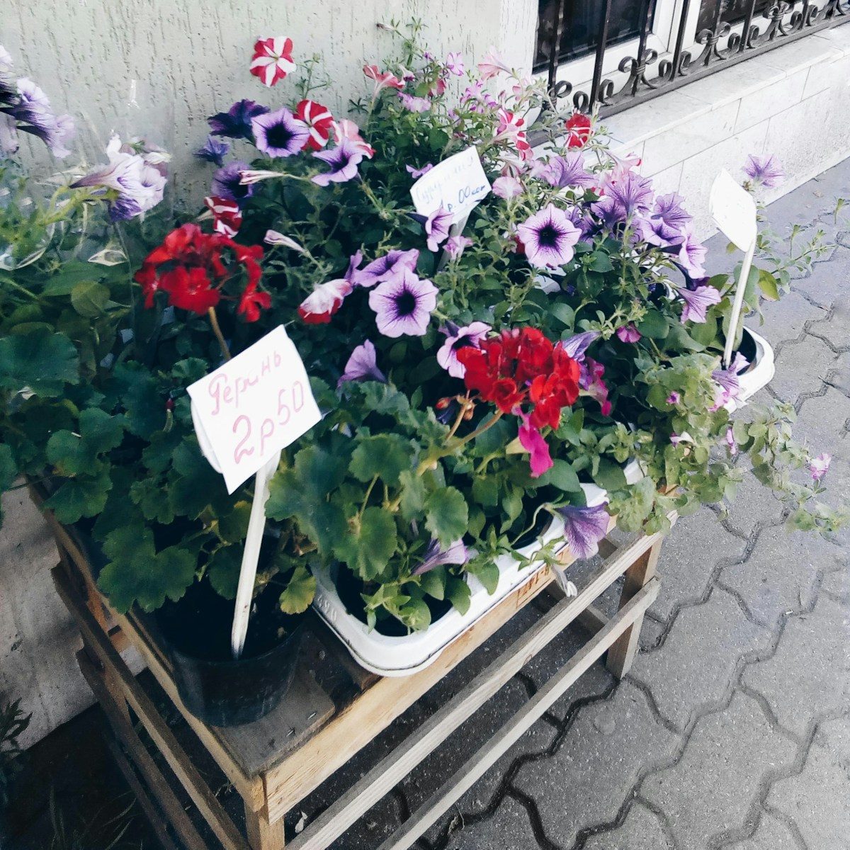 Colorful flowers in pots on a wooden stand.